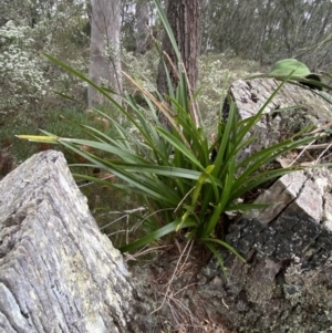 Cymbidium suave at Vincentia, NSW - suppressed