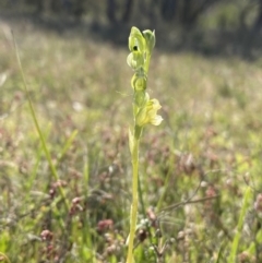 Hymenochilus bicolor (Black-tip Greenhood) at Tuggeranong, ACT - 19 Oct 2023 by Shazw