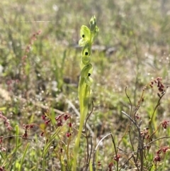 Hymenochilus bicolor (ACT) = Pterostylis bicolor (NSW) at Tuggeranong, ACT - 20 Oct 2023