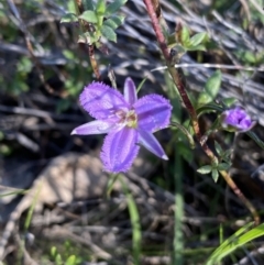 Thysanotus patersonii (Twining Fringe Lily) at Mount Taylor - 19 Oct 2023 by Shazw