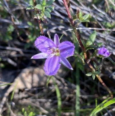 Thysanotus patersonii (Twining Fringe Lily) at Mount Taylor - 19 Oct 2023 by Shazw