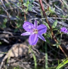 Thysanotus patersonii at Tuggeranong, ACT - suppressed