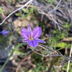 Thysanotus patersonii at Tuggeranong, ACT - suppressed