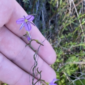 Thysanotus patersonii at Tuggeranong, ACT - suppressed