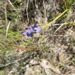 Thelymitra peniculata (Blue Star Sun-orchid) at Mount Taylor - 20 Oct 2023 by Shazw