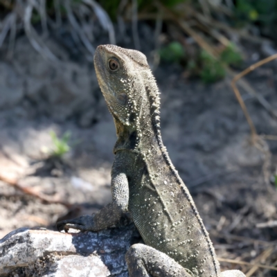 Intellagama lesueurii howittii (Gippsland Water Dragon) at Burra, NSW - 18 Oct 2023 by jb2602