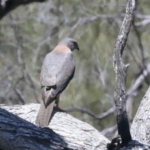 Tachyspiza fasciata at Yarrow, NSW - 18 Oct 2023