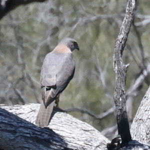 Accipiter fasciatus at Yarrow, NSW - 18 Oct 2023