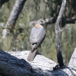 Tachyspiza fasciata at Yarrow, NSW - 18 Oct 2023