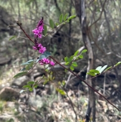 Indigofera australis subsp. australis (Australian Indigo) at Birrigai - 17 Oct 2023 by jac