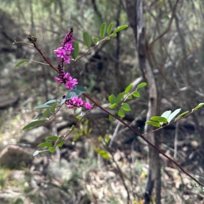 Indigofera australis subsp. australis (Australian Indigo) at Birrigai - 17 Oct 2023 by jac