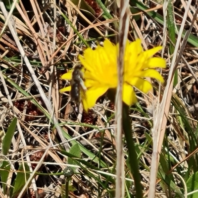 Apiformes (informal group) (Unidentified bee) at Isaacs Ridge and Nearby - 20 Oct 2023 by Mike