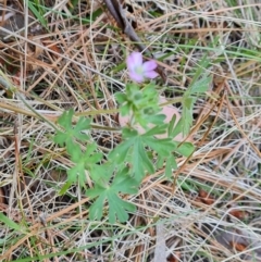 Geranium solanderi var. solanderi (Native Geranium) at Isaacs Pines (ICP) - 20 Oct 2023 by Mike