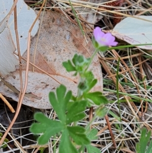 Geranium solanderi var. solanderi at Isaacs, ACT - 20 Oct 2023 11:53 AM