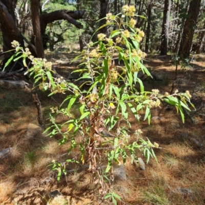 Olearia lirata (Snowy Daisybush) at Mawson, ACT - 20 Oct 2023 by Mike