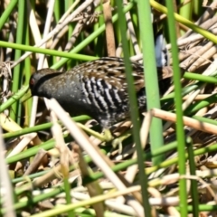 Porzana fluminea (Australian Spotted Crake) at Strathnairn, ACT - 19 Oct 2023 by Thurstan