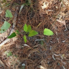 Araujia sericifera (Moth Plant) at Isaacs Pines (ICP) - 20 Oct 2023 by Mike