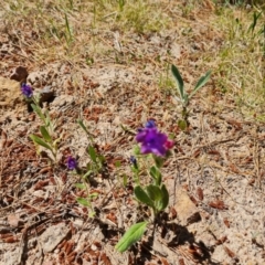 Echium plantagineum (Paterson's Curse) at Isaacs Ridge and Nearby - 20 Oct 2023 by Mike