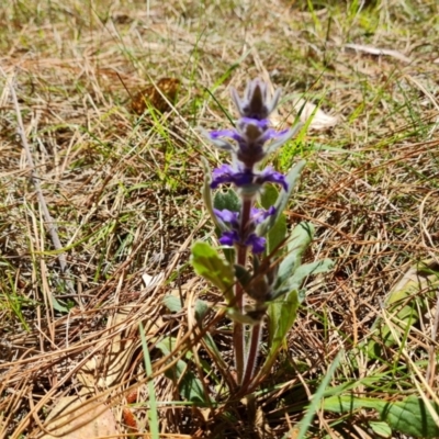 Ajuga australis (Austral Bugle) at Isaacs Ridge and Nearby - 20 Oct 2023 by Mike
