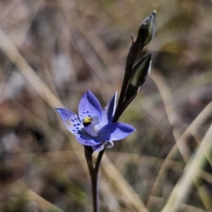 Thelymitra simulata at Captains Flat, NSW - 20 Oct 2023