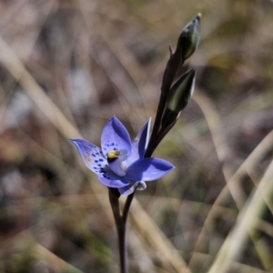 Thelymitra simulata at Captains Flat, NSW - suppressed