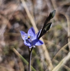 Thelymitra simulata at Captains Flat, NSW - suppressed