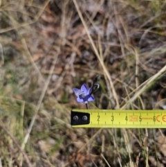Thelymitra simulata at Captains Flat, NSW - 20 Oct 2023