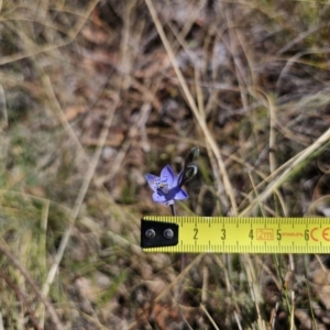 Thelymitra simulata at Captains Flat, NSW - 20 Oct 2023