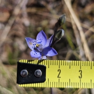 Thelymitra simulata at Captains Flat, NSW - suppressed