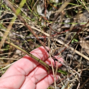 Thelymitra simulata at Captains Flat, NSW - 20 Oct 2023