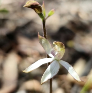 Caladenia moschata at Captains Flat, NSW - suppressed