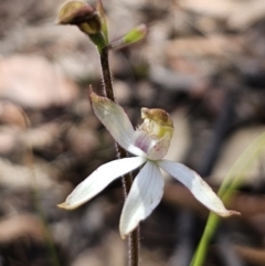 Caladenia moschata at Captains Flat, NSW - 20 Oct 2023