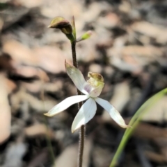 Caladenia moschata at Captains Flat, NSW - 20 Oct 2023