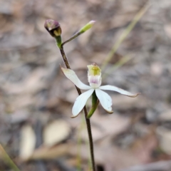 Caladenia moschata at Captains Flat, NSW - 20 Oct 2023