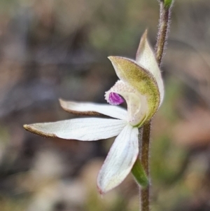 Caladenia moschata at Captains Flat, NSW - 20 Oct 2023