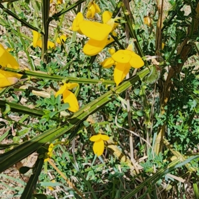 Cytisus scoparius subsp. scoparius (Scotch Broom, Broom, English Broom) at Larbert, NSW - 20 Oct 2023 by Steve818