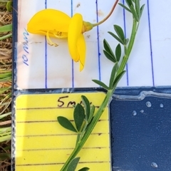 Cytisus scoparius subsp. scoparius at Larbert, NSW - 20 Oct 2023