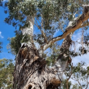 Eucalyptus viminalis subsp. viminalis at Larbert, NSW - 20 Oct 2023