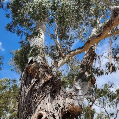 Eucalyptus viminalis subsp. viminalis (Manna Gum) at Larbert, NSW - 20 Oct 2023 by Steve818