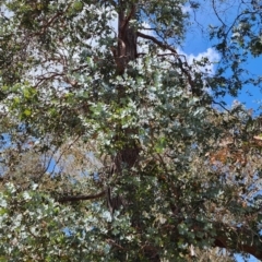 Eucalyptus cinerea subsp. cinerea (Argyle Apple) at Larbert, NSW - 20 Oct 2023 by Steve818