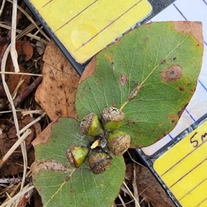 Eucalyptus cinerea subsp. cinerea at Larbert, NSW - 20 Oct 2023