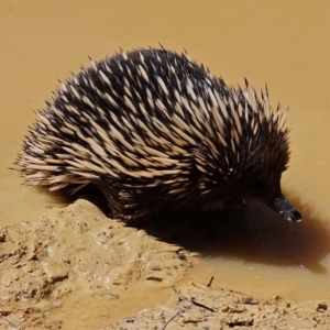 Tachyglossus aculeatus at Captains Flat, NSW - 20 Oct 2023