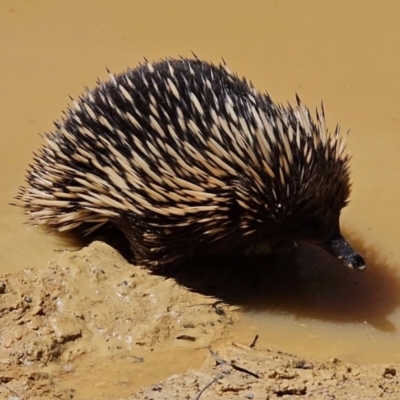 Tachyglossus aculeatus (Short-beaked Echidna) at QPRC LGA - 20 Oct 2023 by Csteele4