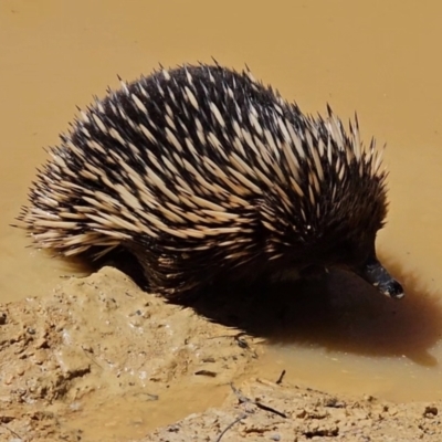 Tachyglossus aculeatus (Short-beaked Echidna) at Captains Flat, NSW - 20 Oct 2023 by Csteele4