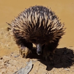 Tachyglossus aculeatus at Captains Flat, NSW - 20 Oct 2023