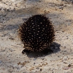 Tachyglossus aculeatus at Captains Flat, NSW - 20 Oct 2023