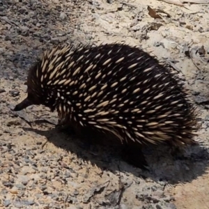 Tachyglossus aculeatus at Captains Flat, NSW - 20 Oct 2023