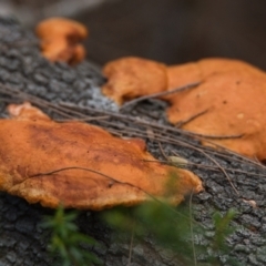 Unidentified Fungus at Brunswick Heads, NSW - 19 Oct 2023 by macmad