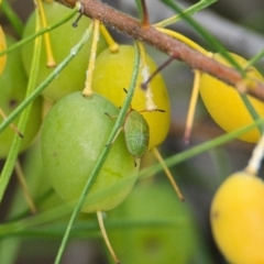 Persoonia virgata (Geebung) at Brunswick Heads, NSW - 19 Oct 2023 by macmad