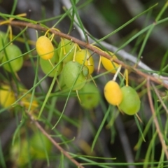 Persoonia virgata at Brunswick Heads, NSW - 19 Oct 2023